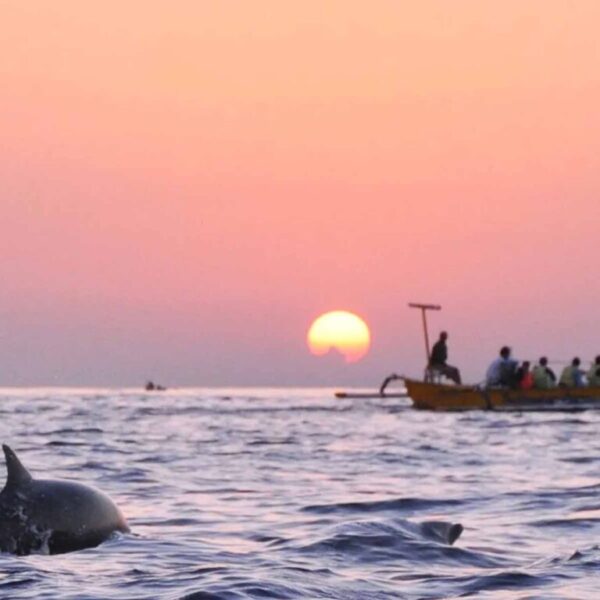 Dolphin Tour Lovina