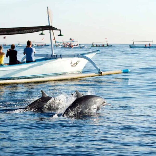 Dolphin Tour Lovina