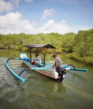 Mangrove Tour Gilimanuk