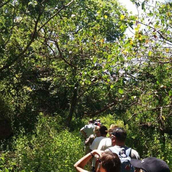 Jungle trekking